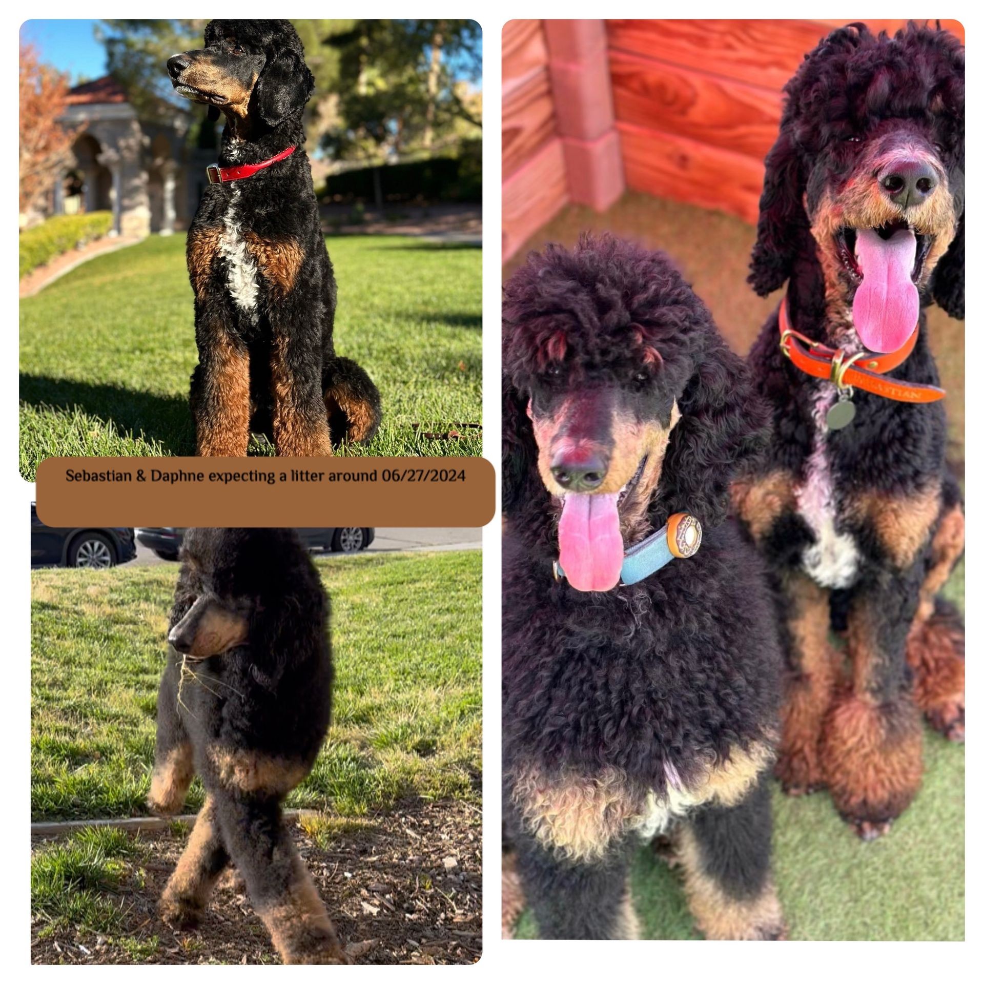 Phantom, Apricot , Abstract, Tri Color  Standard Poodle puppies